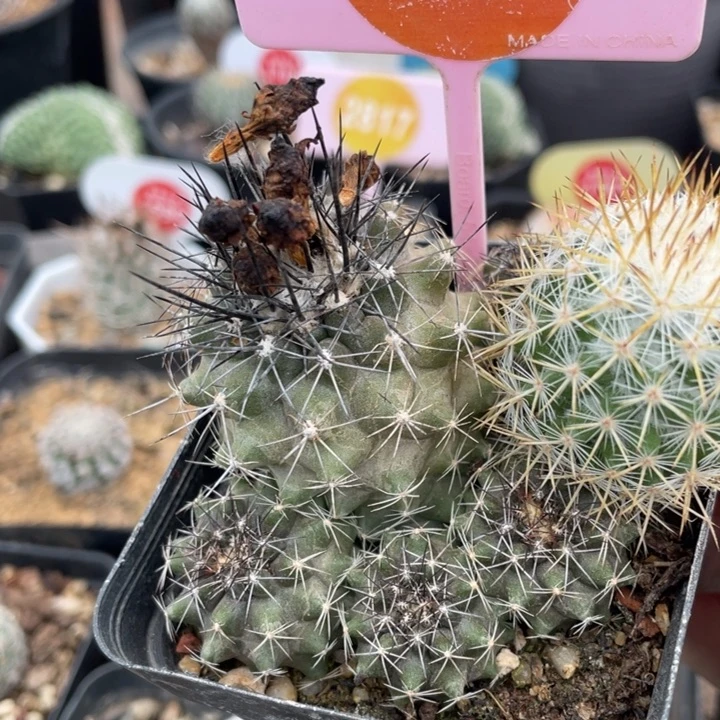 太****实生259900000000000