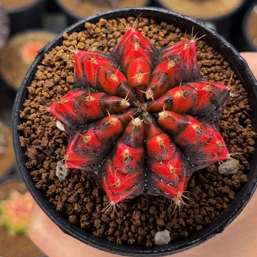 乌贼后代 米哈仙人球