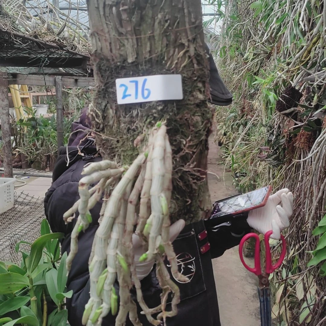 276报春花卉植物微景观