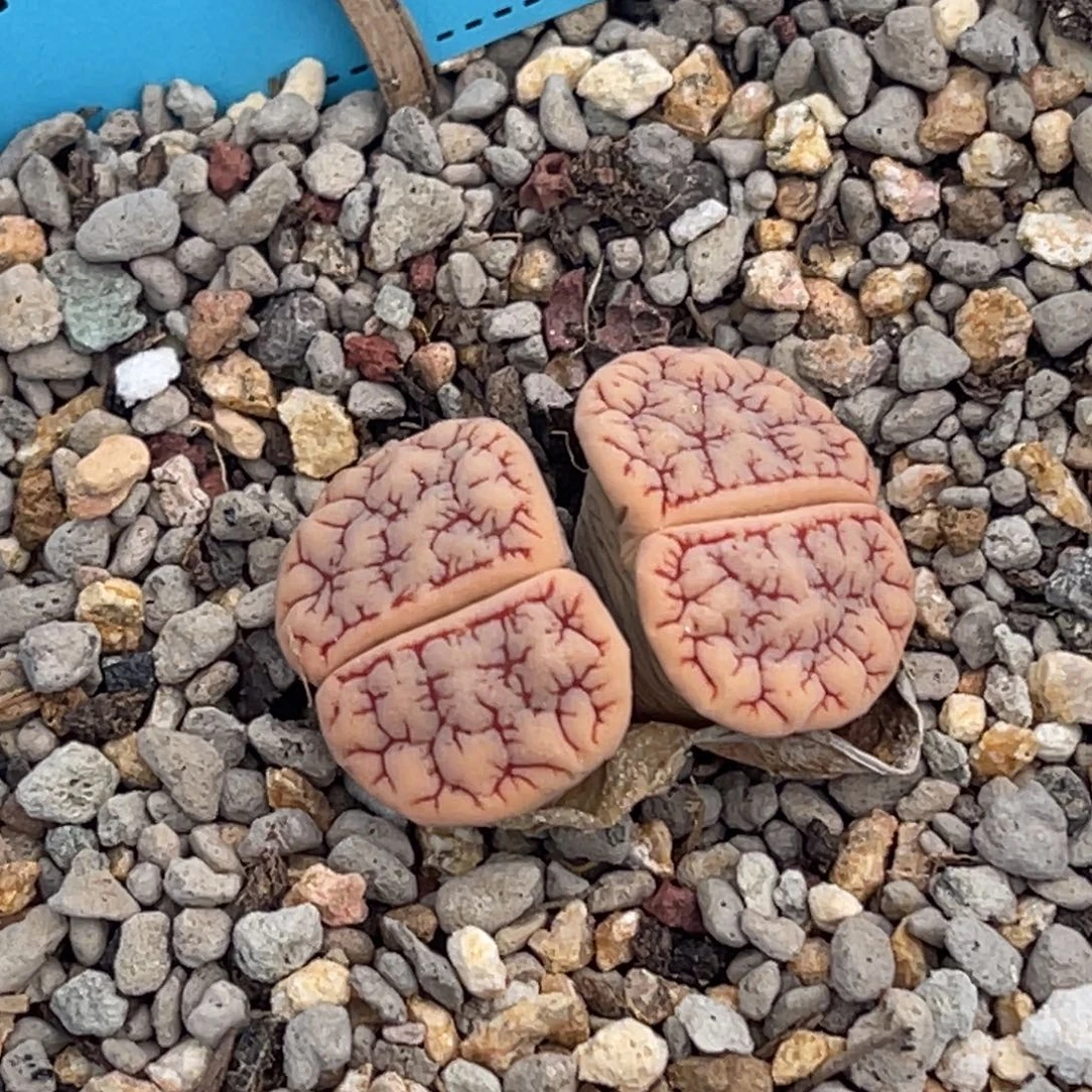 飞***花7742双头红纹荒一颗