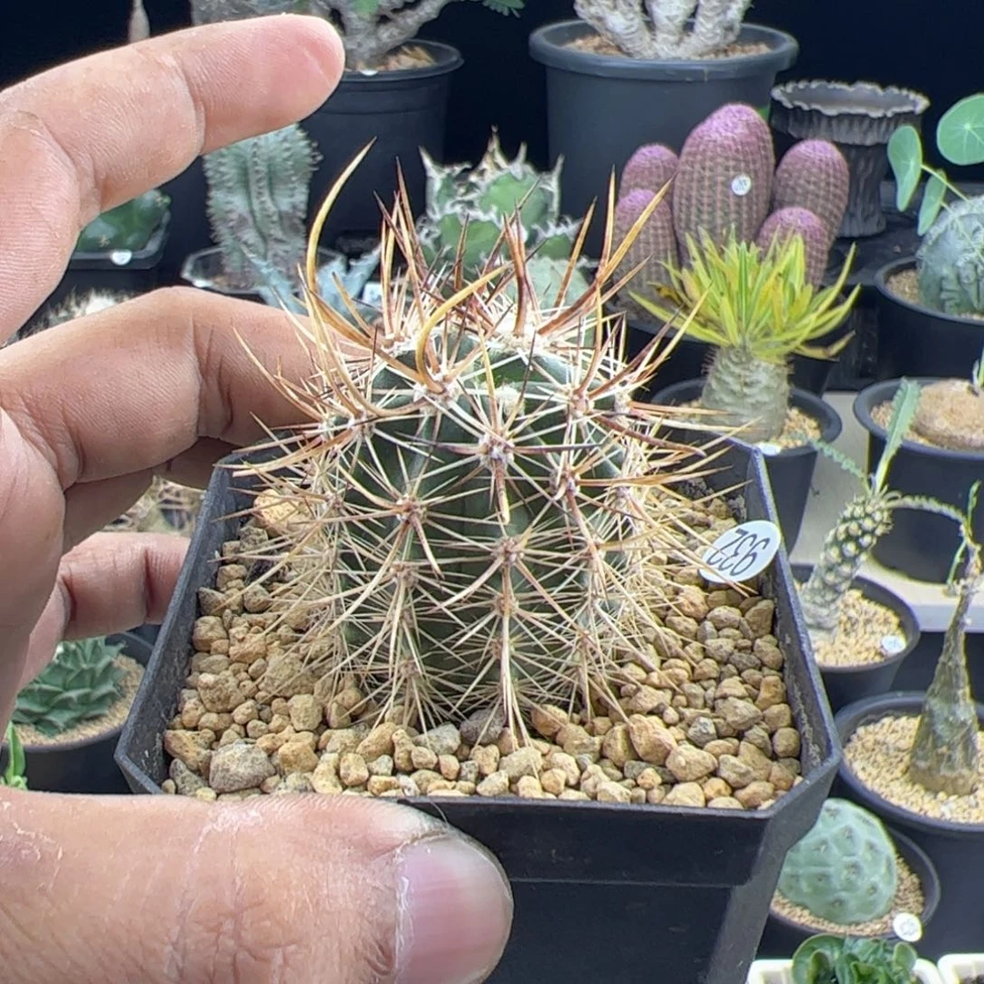 林氏幻虾一物一拍