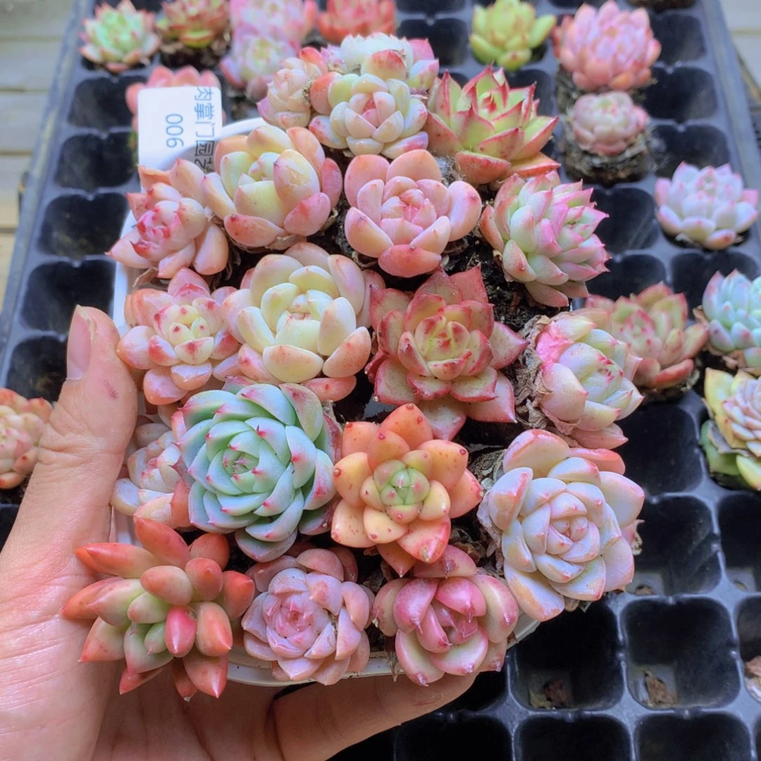 我要去看你了啊006