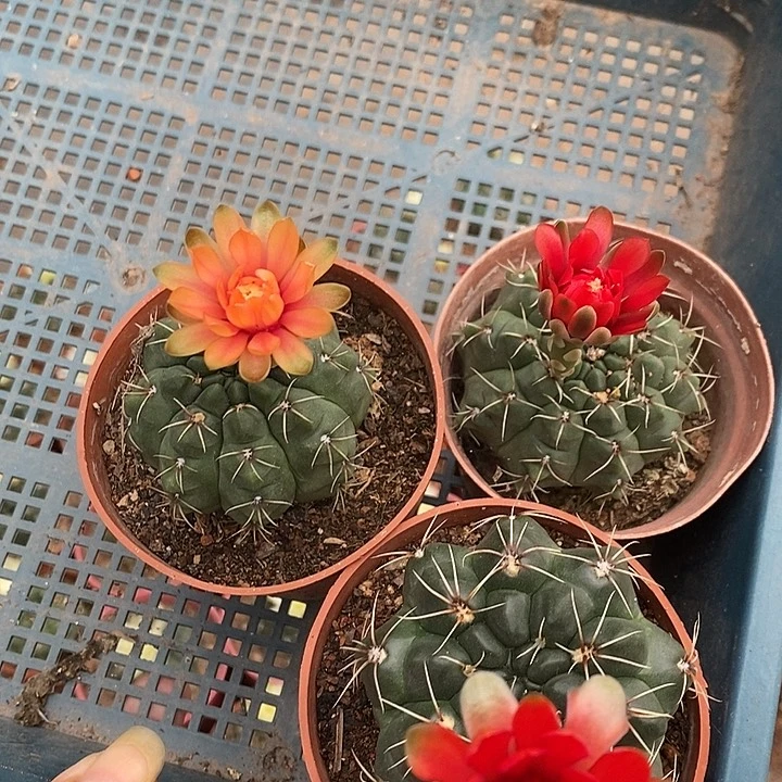 漫游人生菲花玉3个原盆土花拿掉