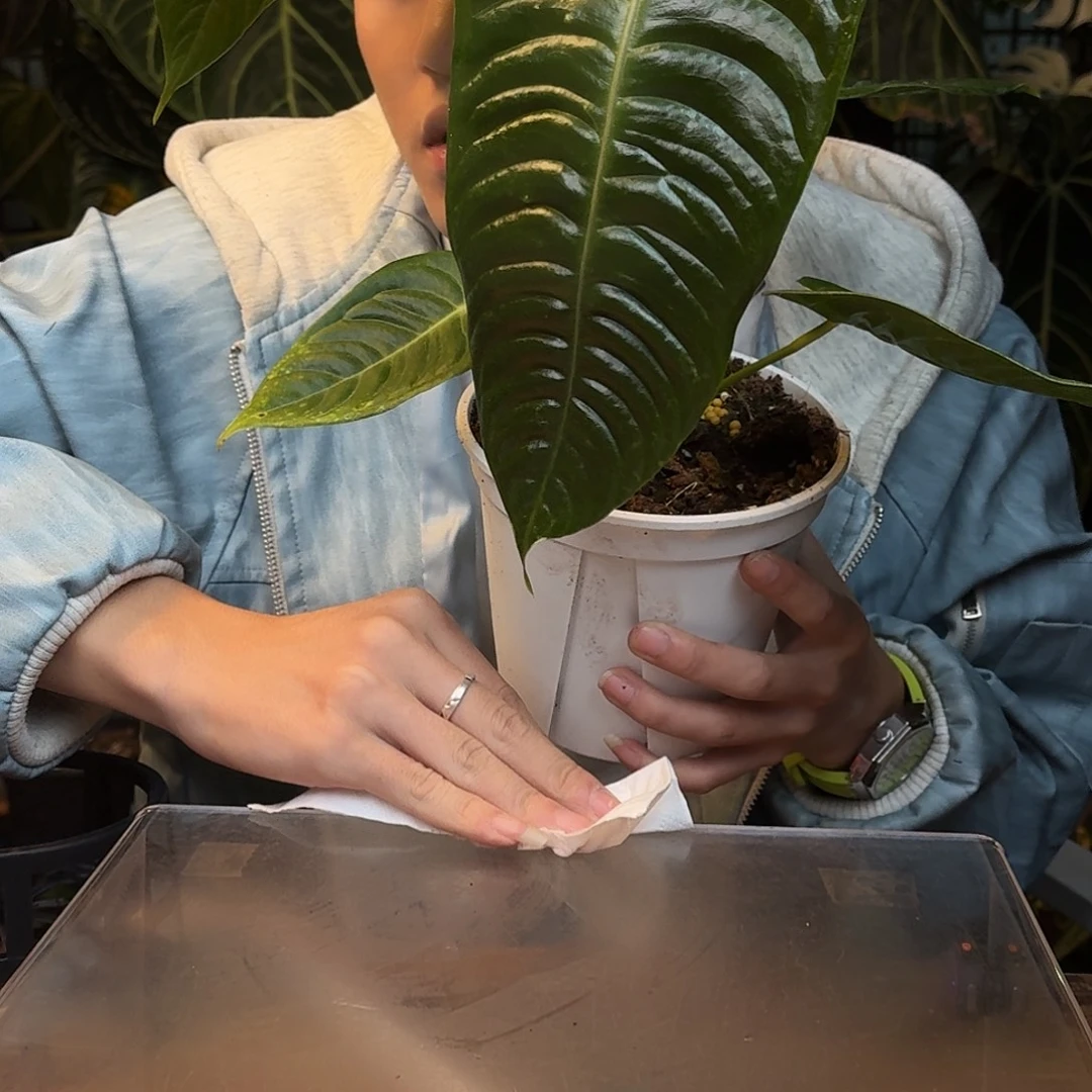 完全开放W169火鹤王