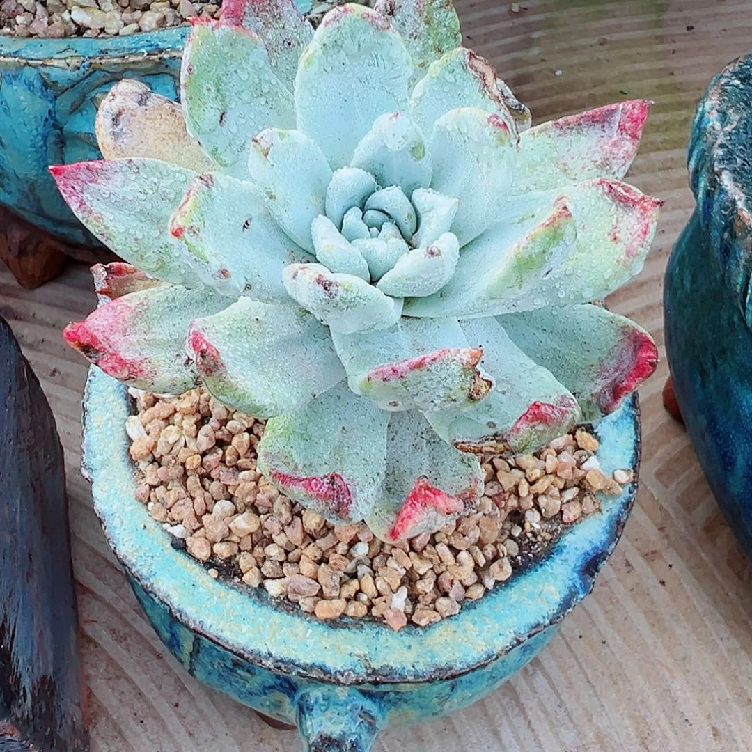 8132大花朵苹果叶仙女杯