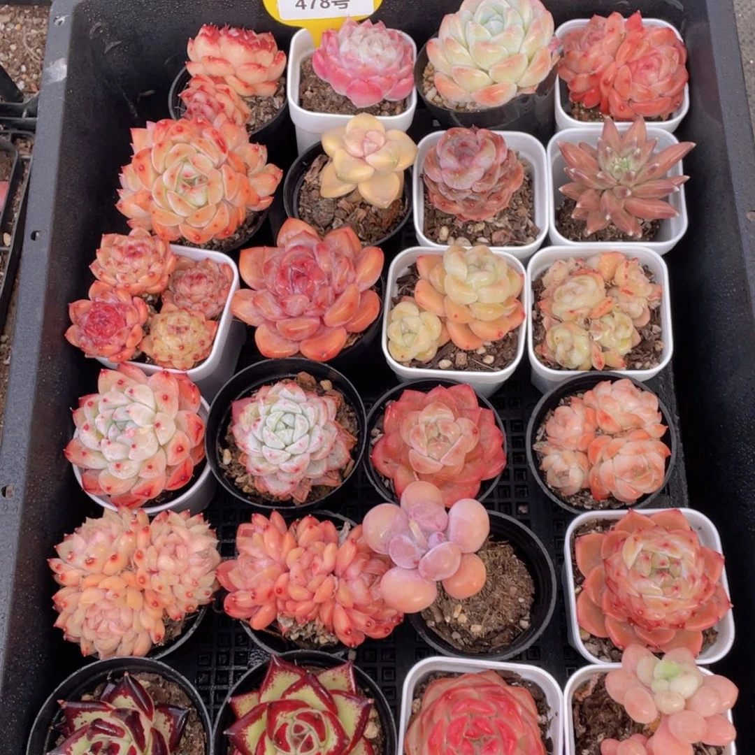 478号 全状态高货美肉六个