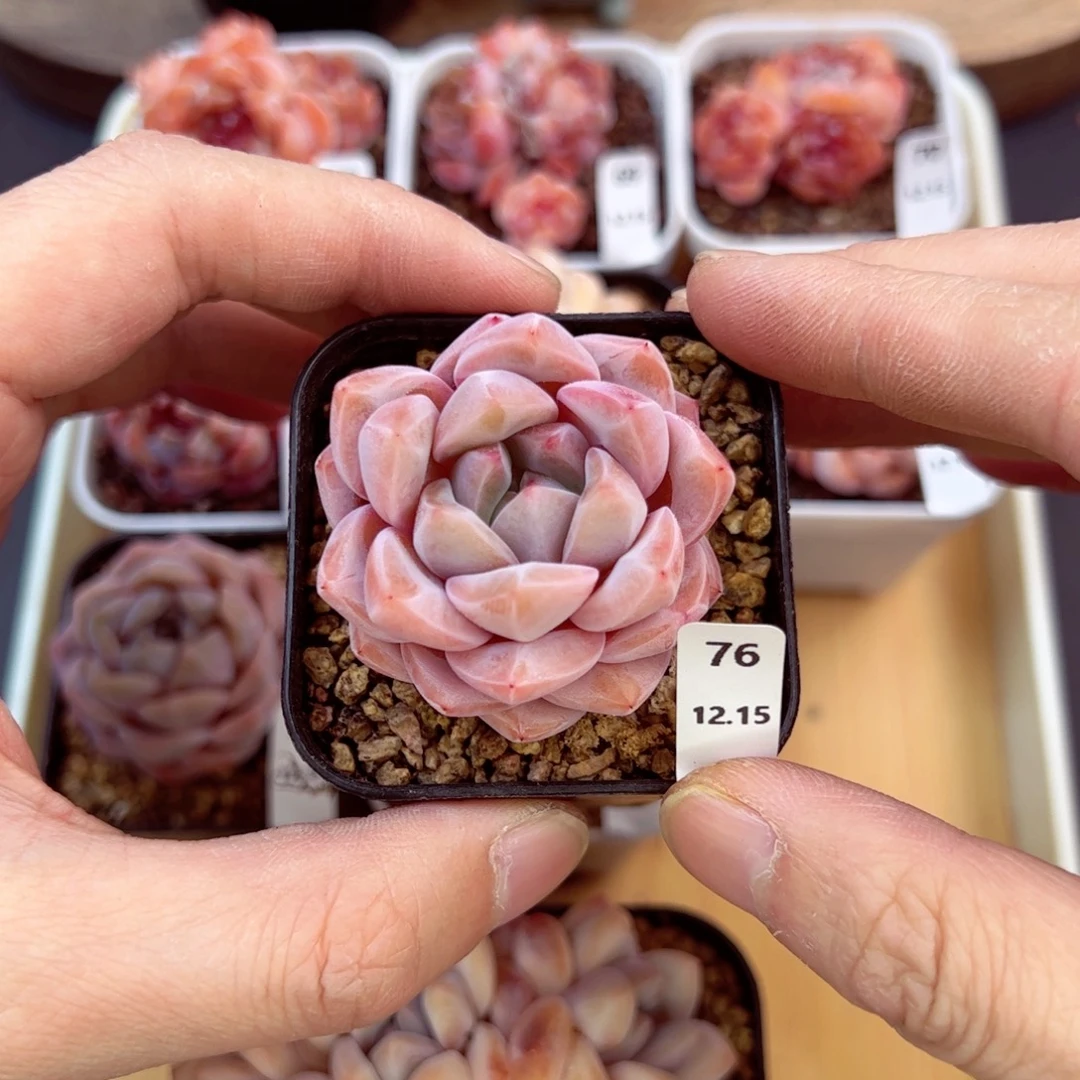 好好看76、哈哈哈哈