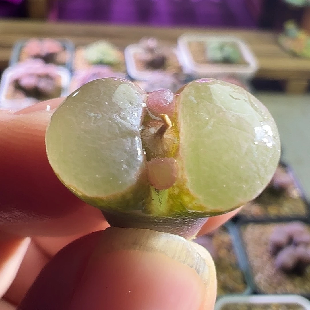 伊**?大蘑菇。