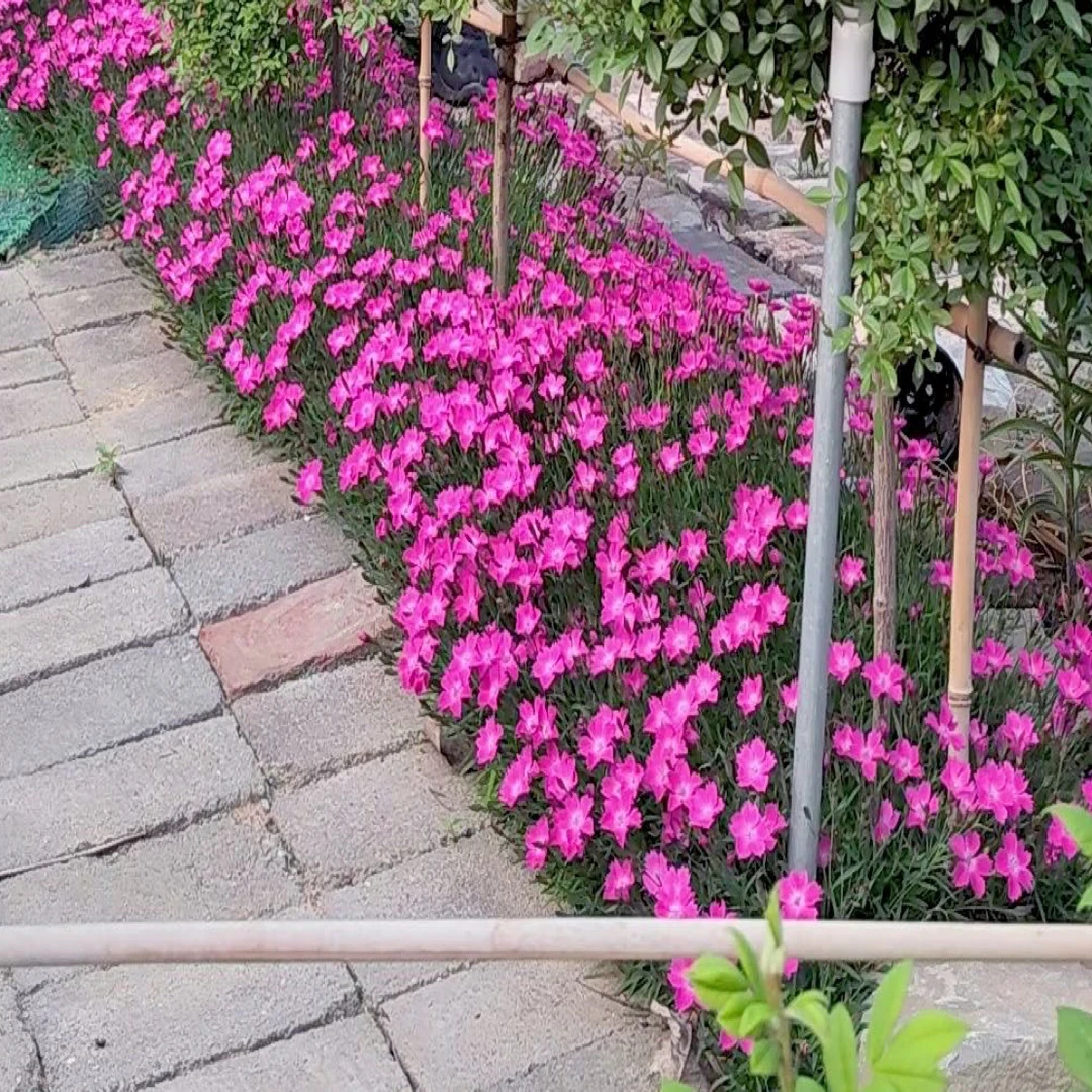 欧石竹粉贝盆四季开花耐寒耐热带花苞栽培