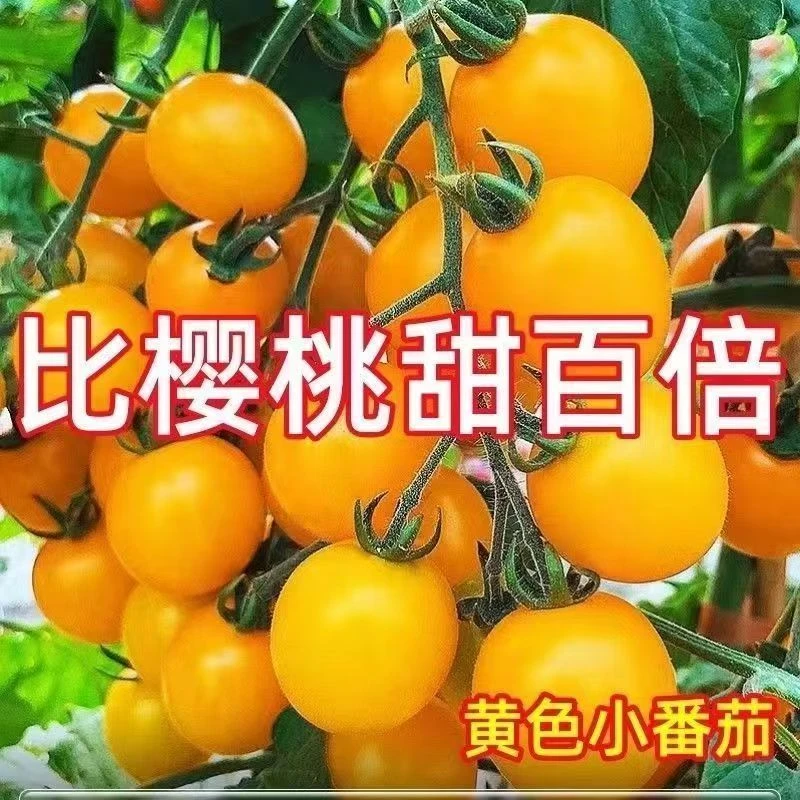 黄圣女果种子四季种植香甜皮薄耐热抗病高产农家庭院阳台盆栽种植