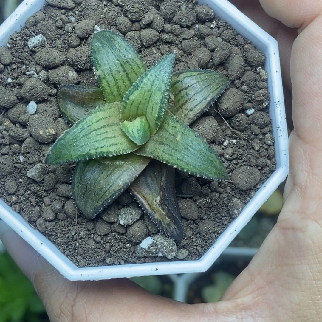 蜜蜂微笑一物一拍
