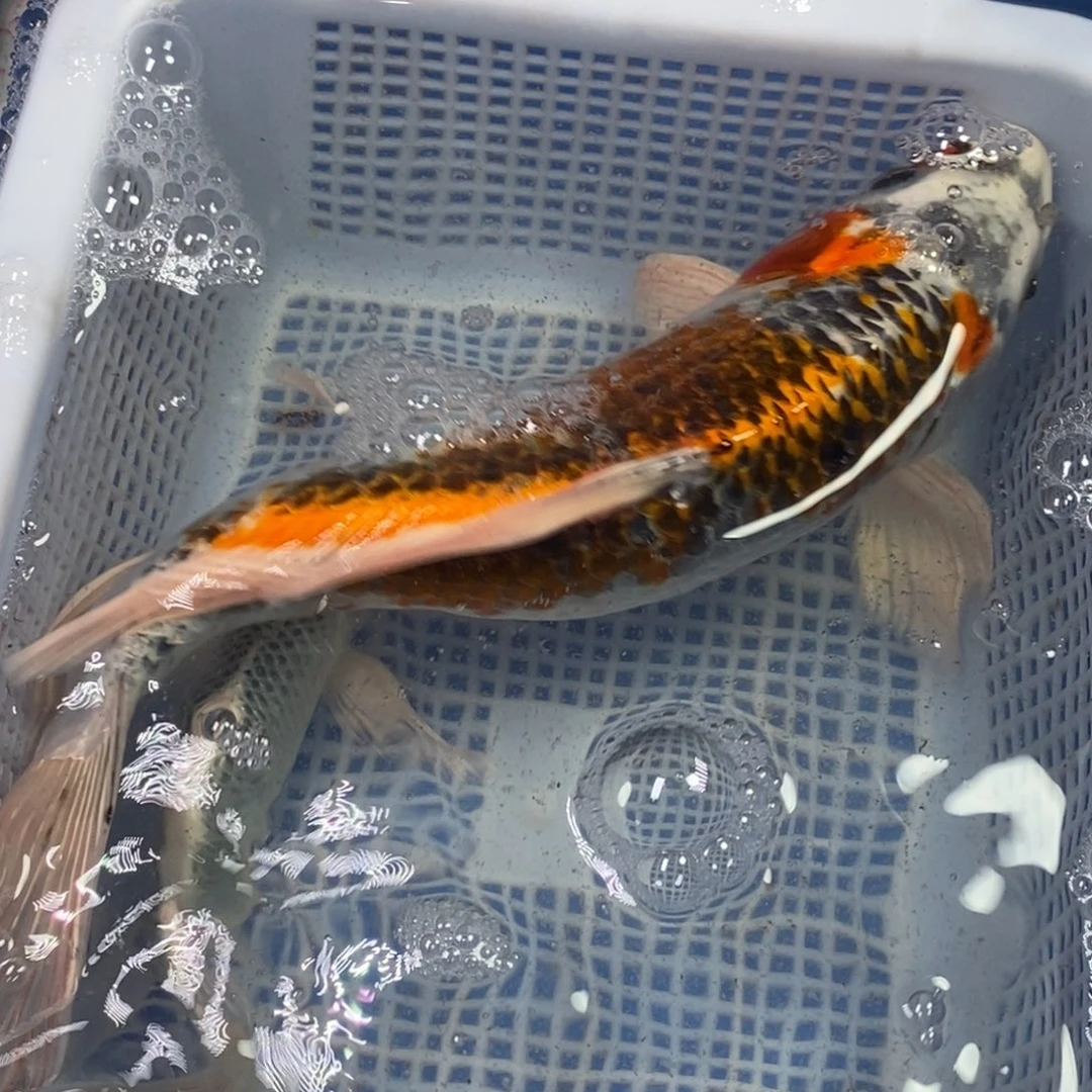 锦鲤冷水锦鲤包邮