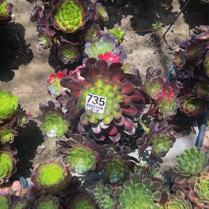 花蝴蝶花30*44包邮花花