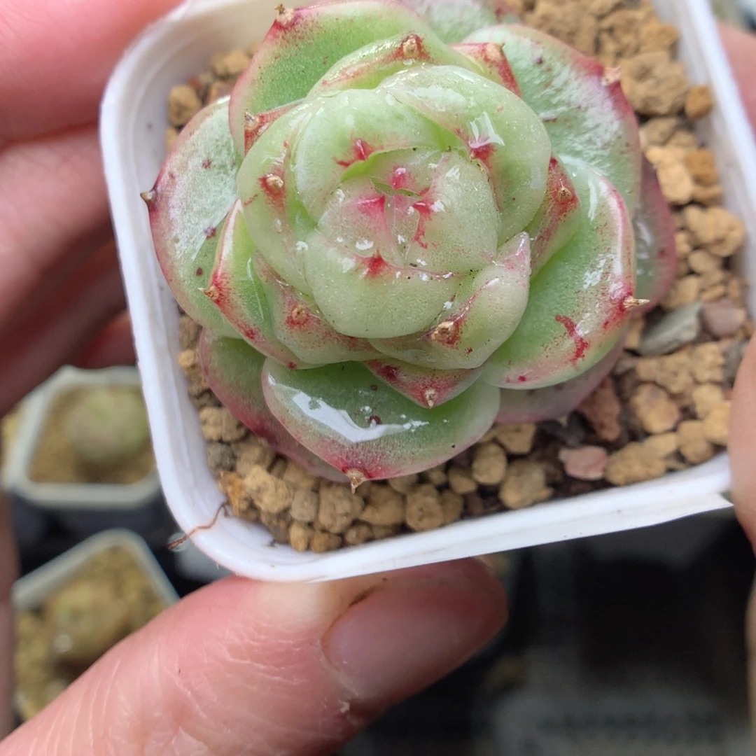 V41y y y y y y y y y y y