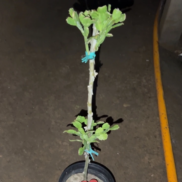 何***富当前无花栽培后可以开花028  1563
