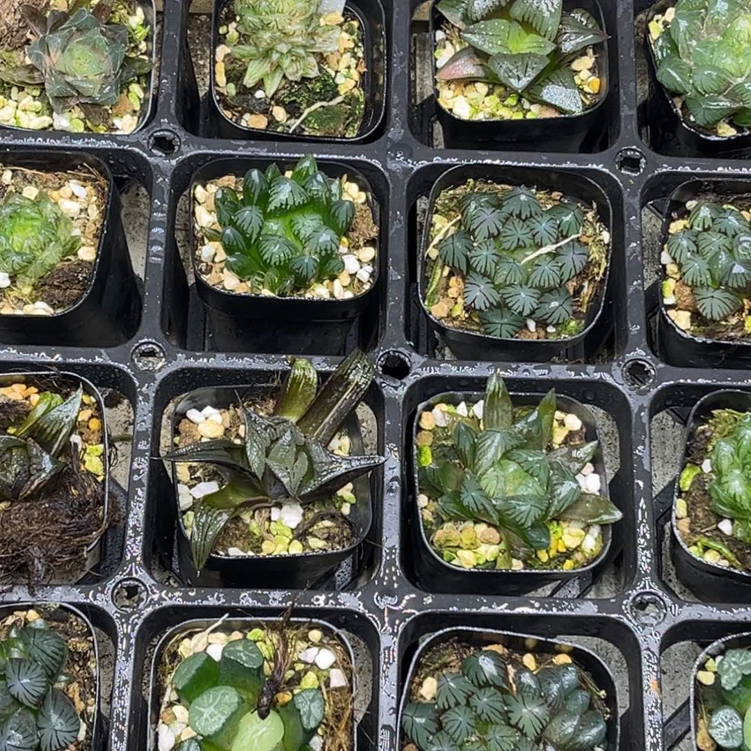 44 脱土包邮8颗福利