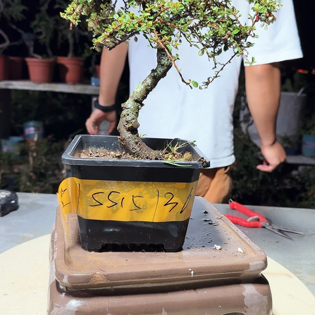 完全开放白花栒子