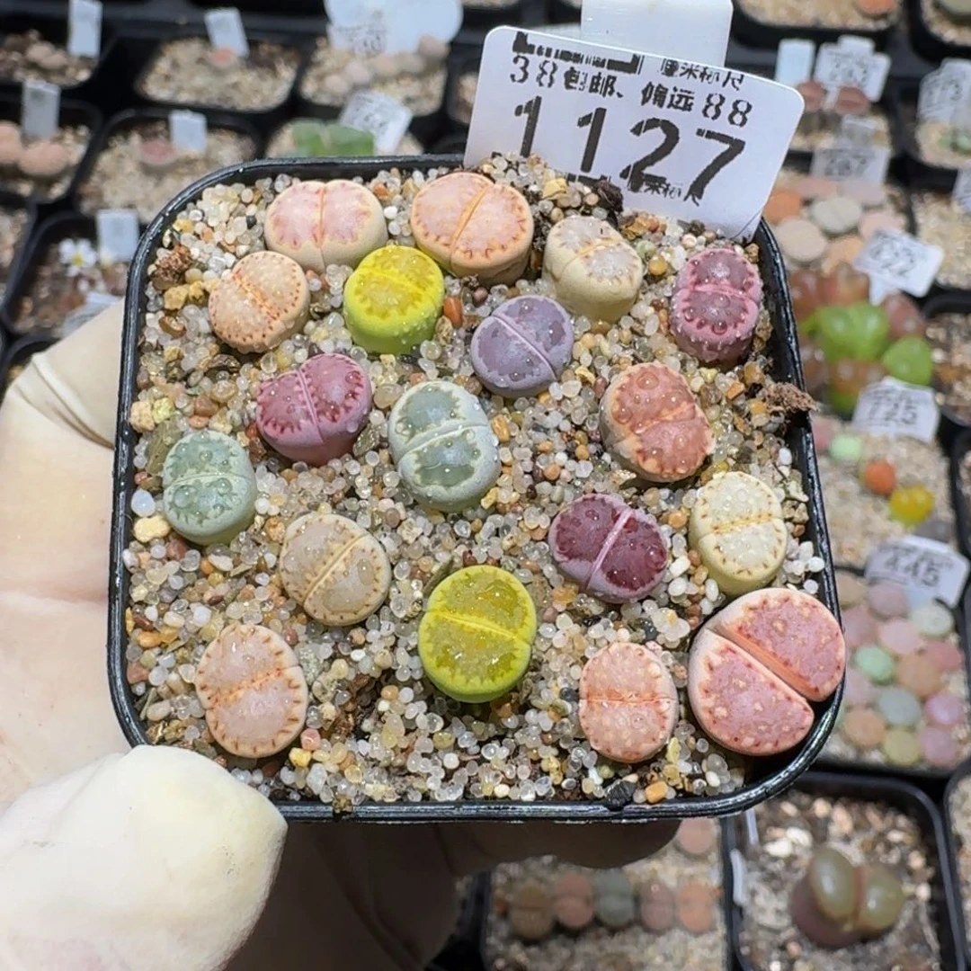 小***乖zzzz生石花肉锥1127