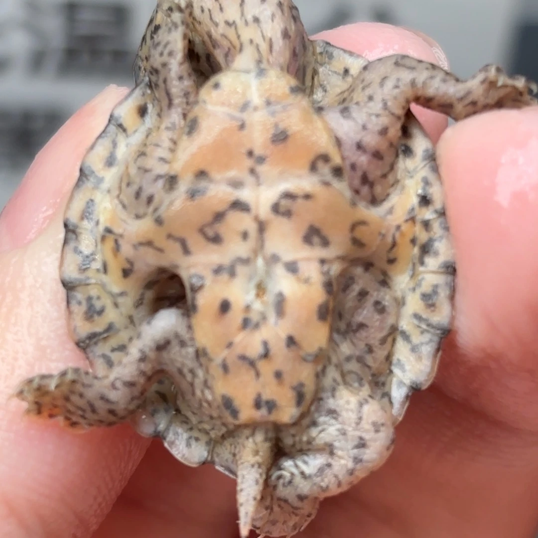 不分公母宠物龟全品双满文粗纹大尾巴鼎级黑刀