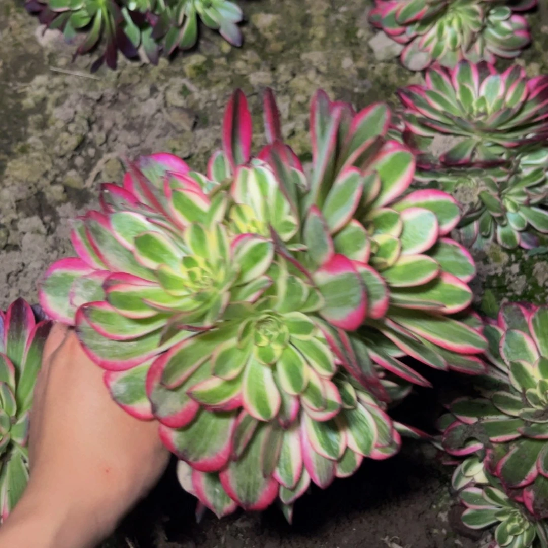 云河多肉植物捧花的