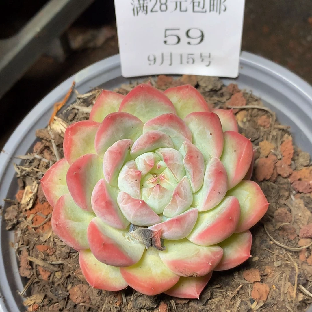 【闪购商品】云59号