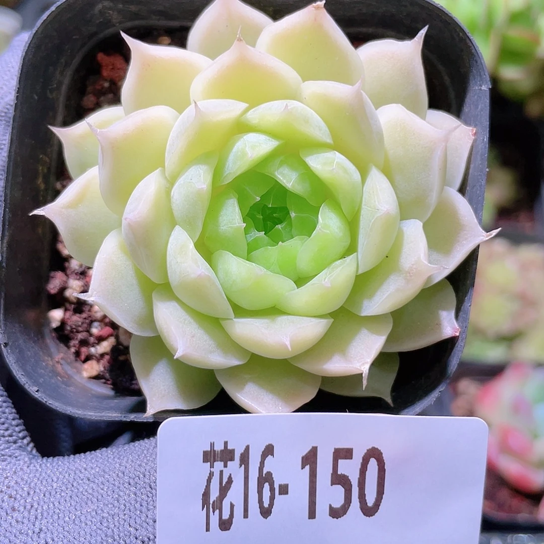 花利美16-150麦秆