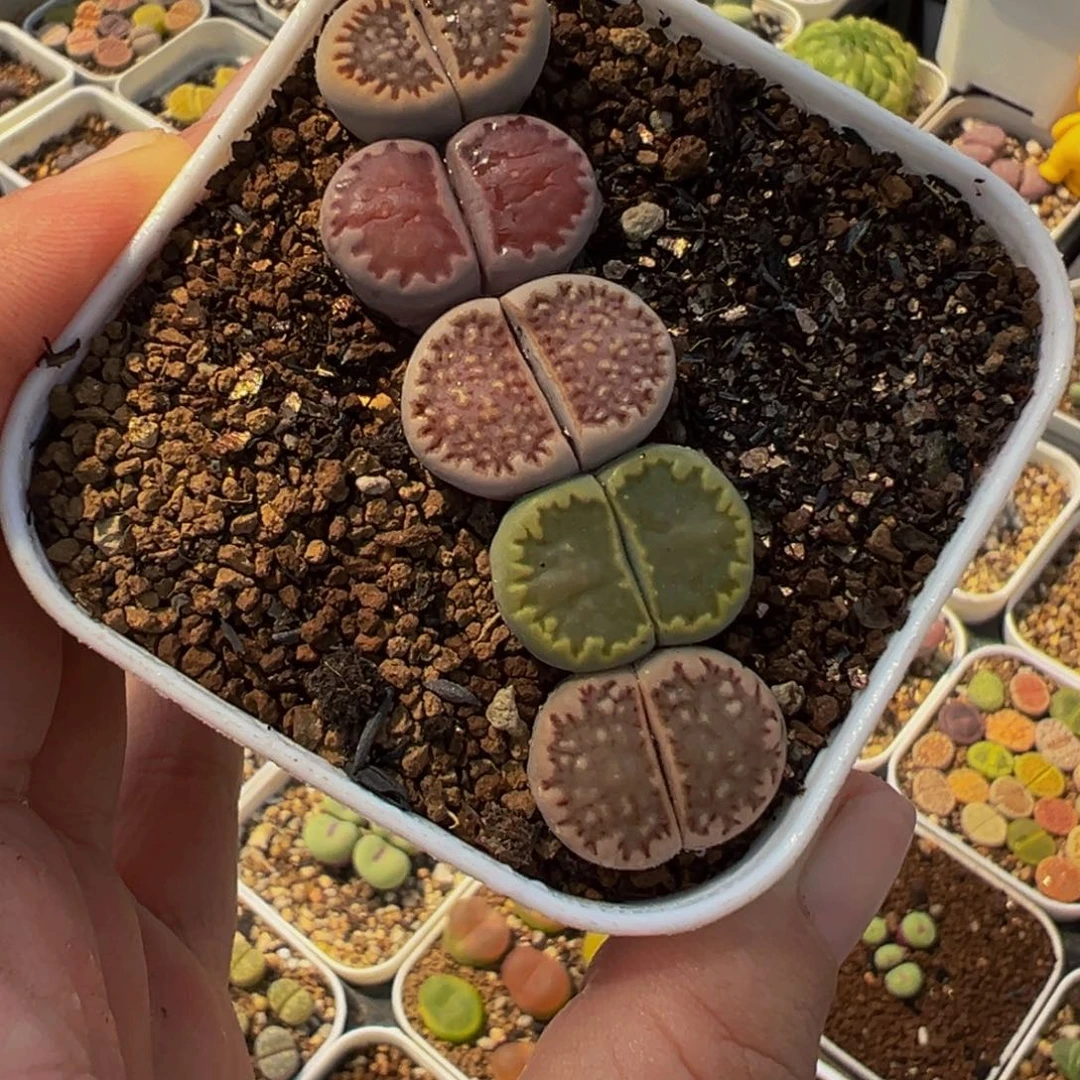 456多肉植物种类和