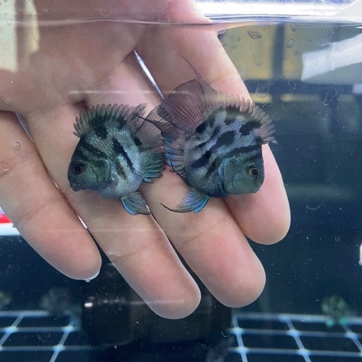 鹦鹉鱼娃娃脸宝蓝迷你鹦鹉一对