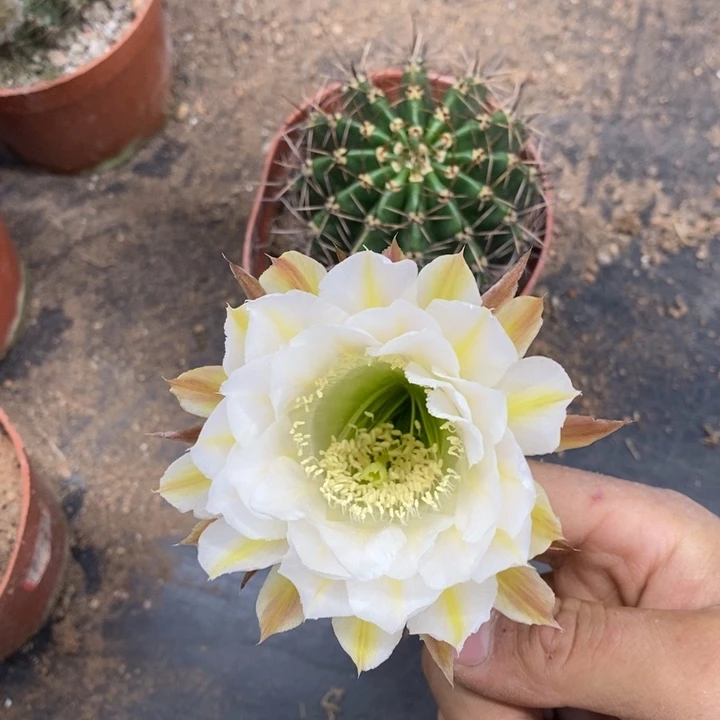 彩草自根137随机发货一个