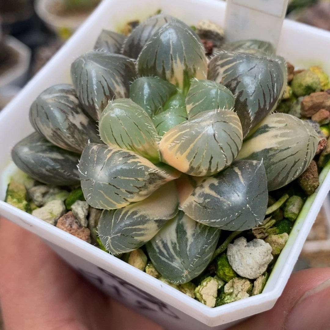 223巨大赤线玉露锦一物一拍