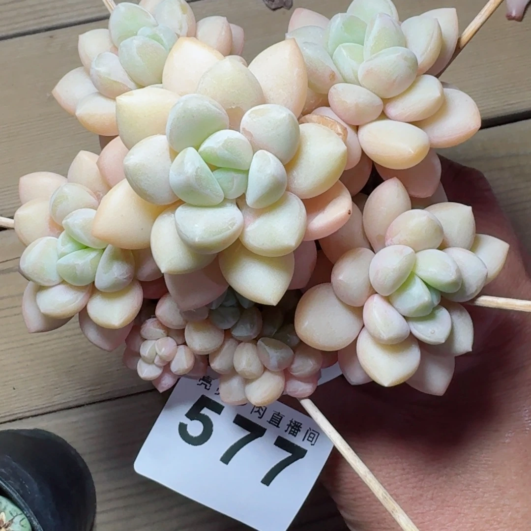 泡泡糖      愿你一路坦途，乘风破浪展宏图