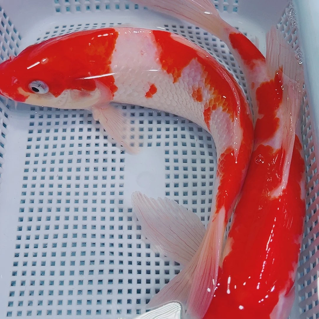 锦鲤锦鲤冷水观赏鱼122