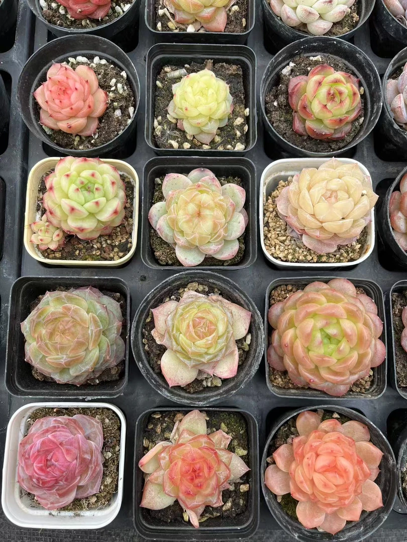 精致小肉肉 满18米包邮综合链接  一物一拍