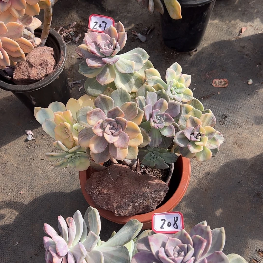 207号紫乐锦，一物一拍