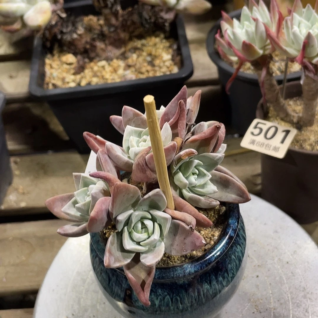 泡西芙洛拉苹果叶仙女杯