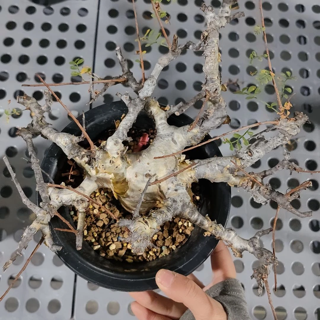 产地羽叶没药熟桩可寄养