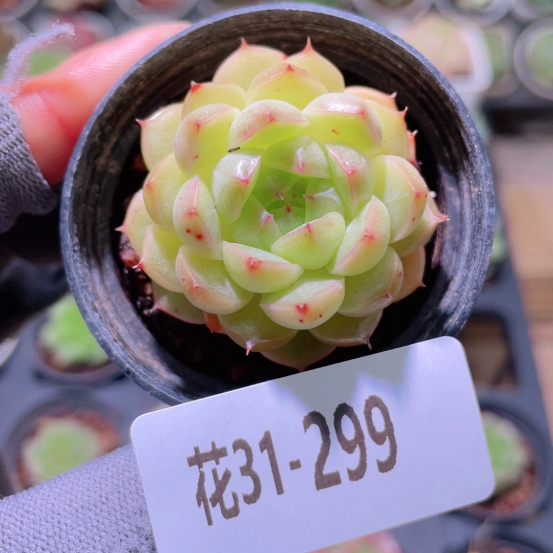 花利美31-299海王