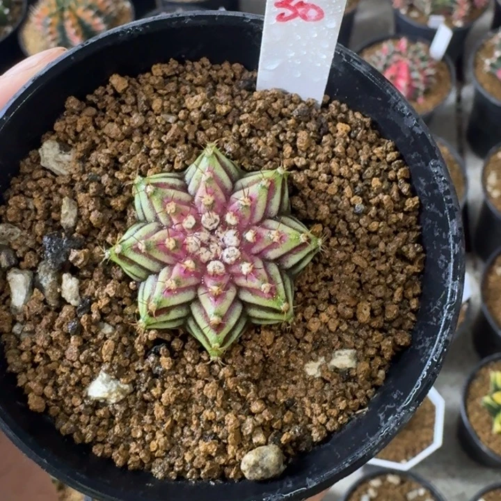 实生福利海神锦米哈