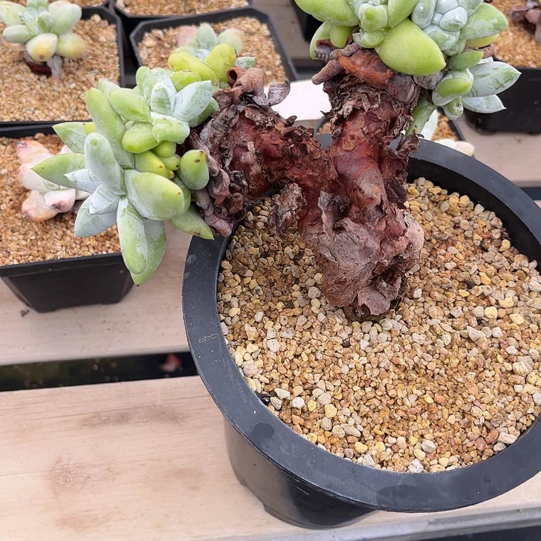 墨西哥野拇指小鹿多肉一物一拍