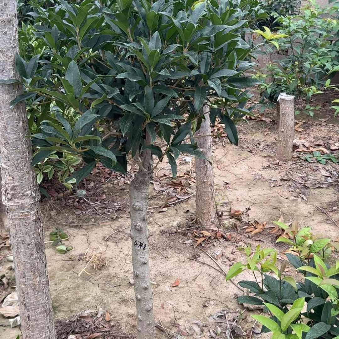 用***7无花朵桂花。八月桂系列