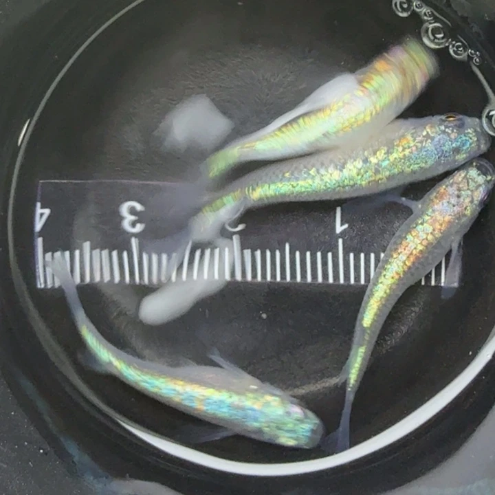 青鳉鱼海王星34号