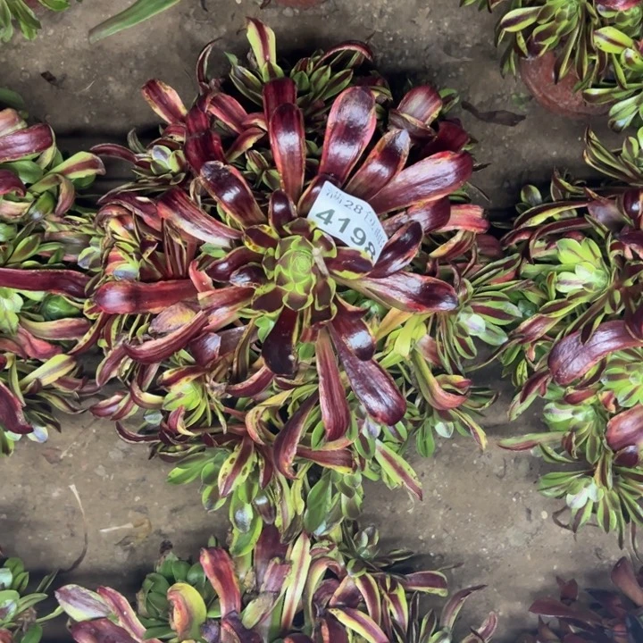 4198欧嘉莉多肉植物