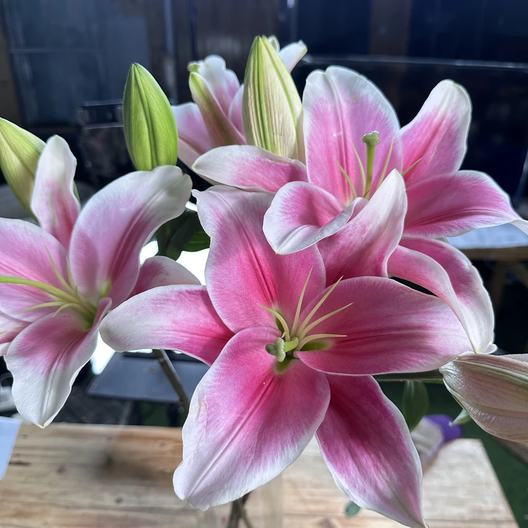 【火红AK】新品粉色香水百合  | 全场任意满两单鲜花包邮