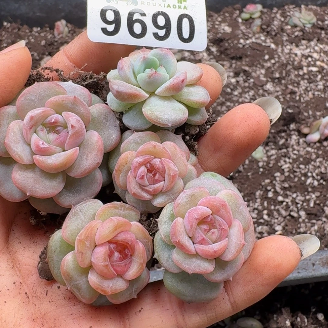 多肉植物多肉植物