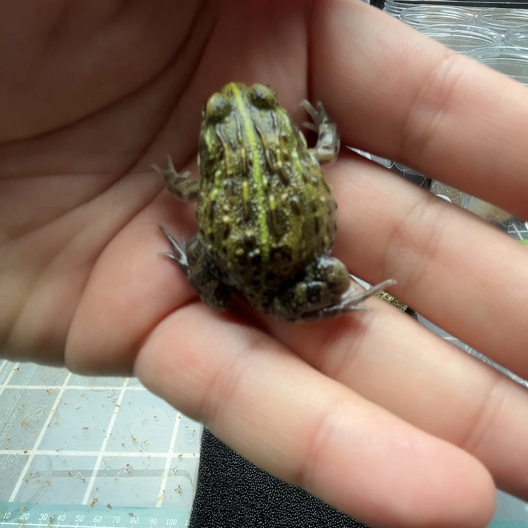 南***韦角蛙非洲牛蛙闪拍