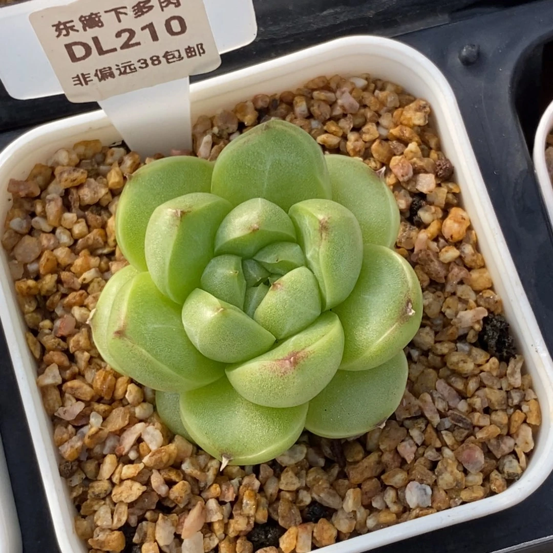 D****?210东篱下多肉植物盆栽