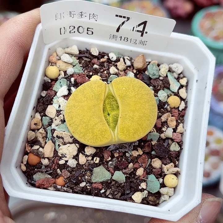 多肉植物生石花5-74