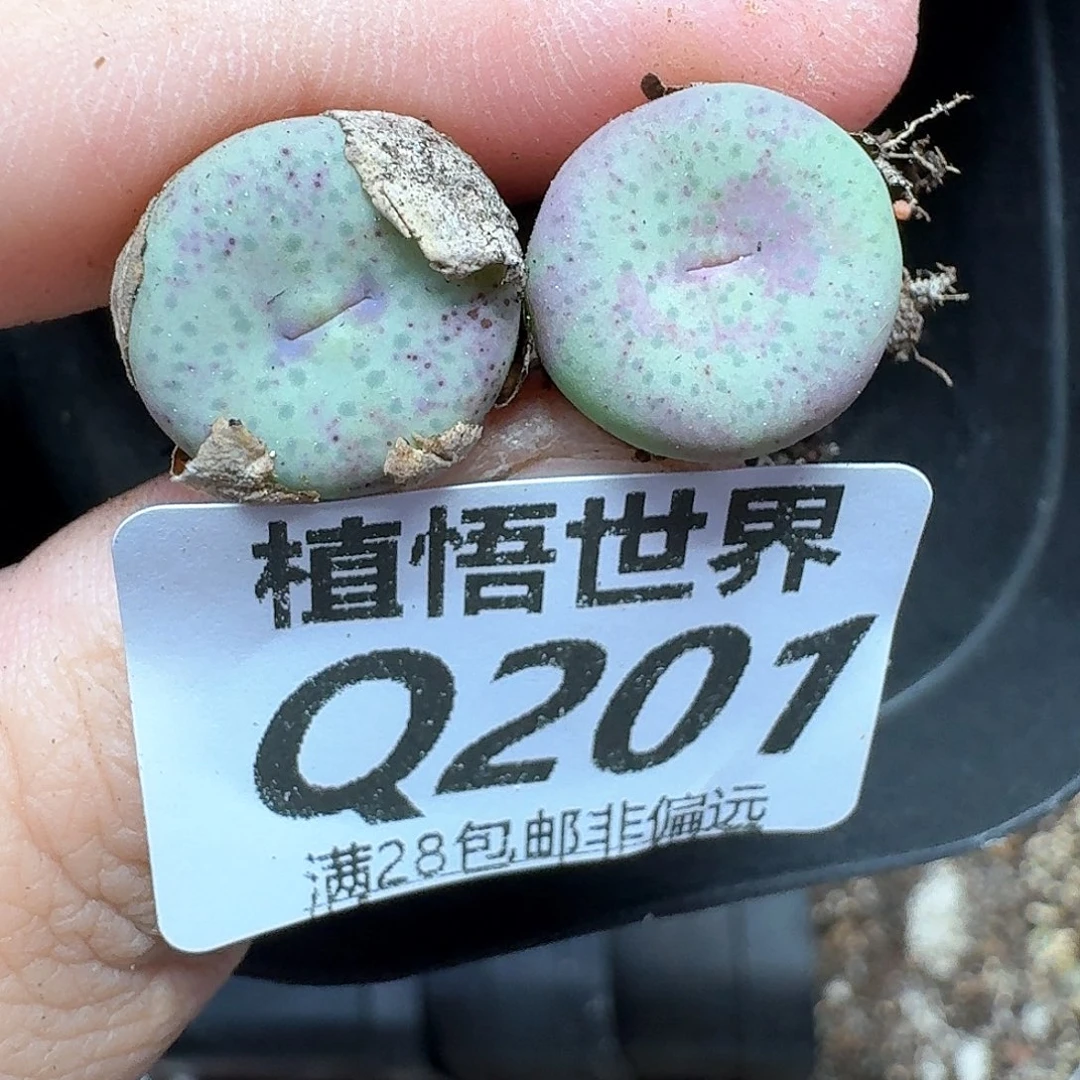 多肉植物的润泽方法