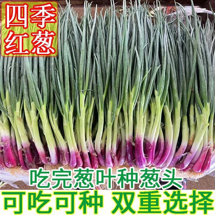 【全店满5包包邮】四季小香葱种子阳台室内花卉盆栽小葱香葱蔬菜