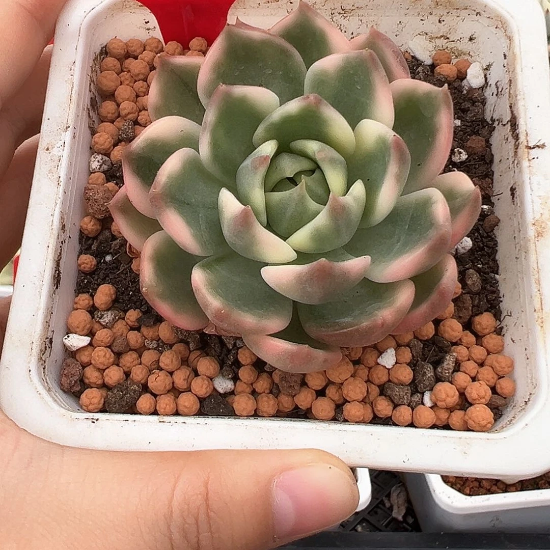 64号琉璃盏锦多肉植物